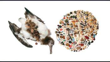 کاربرد مؤثر داده در ترویج - جزوه آموزشی نبض‌ایران ۱۳۹۴